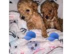 Poodle (Toy) Puppy for sale in Winter Haven, FL, USA