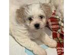 Lhasa Apso Puppy for sale in Bloomington, IL, USA