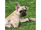 French Bulldog Puppy for sale in Monett, MO, USA