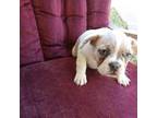 French Bulldog Puppy for sale in Spartanburg, SC, USA