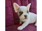 French Bulldog Puppy for sale in Spartanburg, SC, USA