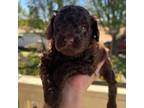 Poodle (Toy) Puppy for sale in Goldsboro, NC, USA