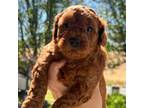 Poodle (Toy) Puppy for sale in Goldsboro, NC, USA