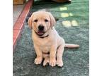 Labrador Retriever Puppy for sale in Satellite Beach, FL, USA