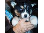 Siberian Husky Puppy for sale in Lufkin, TX, USA