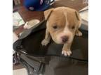 American Staffordshire Terrier Puppy for sale in Kalamazoo, MI, USA