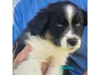 Australian Shepherd Puppy for sale in Temperance, MI, USA