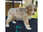 Australian Shepherd Puppy for sale in Temperance, MI, USA