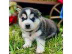 Alaskan Klee Kai Puppy for sale in Baltimore, MD, USA