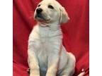 Labrador Retriever Puppy for sale in Muscoda, WI, USA