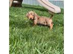 Dachshund Puppy for sale in Elizabethtown, PA, USA