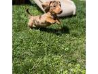 Dachshund Puppy for sale in Elizabethtown, PA, USA