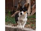 Pembroke Welsh Corgi Puppy for sale in Springerville, AZ, USA