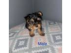 Yorkshire Terrier Puppy for sale in Silver Spring, MD, USA