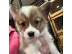 Pembroke Welsh Corgi Puppy for sale in North Judson, IN, USA