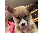 Pembroke Welsh Corgi Puppy for sale in North Judson, IN, USA