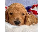 Goldendoodle Puppy for sale in Lakeland, FL, USA