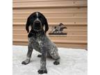 German Shorthaired Pointer Puppy for sale in Dugspur, VA, USA