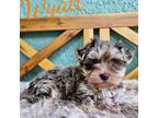 Yorkshire Terrier Puppy for sale in Trinity, FL, USA