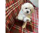 Just born mini poodle