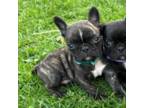 Boston Terrier Puppy for sale in Galion, OH, USA