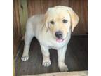 Labrador Retriever Puppy for sale in Satellite Beach, FL, USA