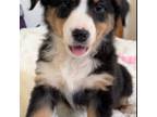 Miniature Australian Shepherd Puppy for sale in Colorado Springs, CO, USA