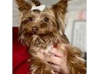 Yorkshire Terrier Puppy for sale in Orlando, FL, USA