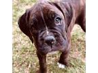 Boxer Puppy for sale in Oklahoma City, OK, USA