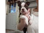 Boston Terrier Puppy for sale in Ashland, AL, USA