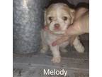 Melody