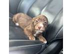 Chorkie Puppy for sale in Columbia, MD, USA