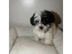 Maltipoo Puppy for sale in Columbia, MD, USA