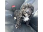 Mutt Puppy for sale in Baltimore, MD, USA