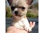 Chihuahua Puppy for sale in Adamsville, TN, USA