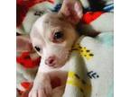 Chihuahua Puppy for sale in Adamsville, TN, USA