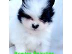 Pomeranian Puppy for sale in Midville, GA, USA