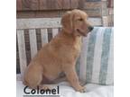 Golden Retriever Puppy for sale in Pace, FL, USA