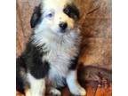 Miniature Australian Shepherd Puppy for sale in Athens, TX, USA