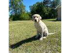 Labrador Retriever Puppy for sale in Bowman, SC, USA