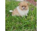 Pomeranian Puppy for sale in Miami, FL, USA