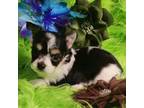 Chorkie Puppy for sale in Emory, TX, USA