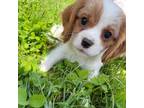 Cavalier King Charles Spaniel Puppy for sale in Seymour, TN, USA