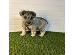 Schnauzer (Miniature) Puppy for sale in Constantine, MI, USA