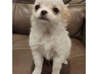 Chihuahua Puppy for sale in Mankato, MN, USA