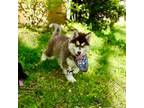 Siberian Husky Puppy for sale in Sanford, NC, USA