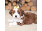 Havanese Puppy for sale in North Lawrence, OH, USA