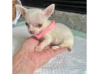 Chihuahua Puppy for sale in Greenwood, SC, USA