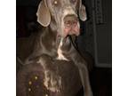 Great Dane Puppy for sale in Martin, TN, USA