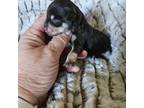 Schnauzer (Miniature) Puppy for sale in Hebron, IN, USA